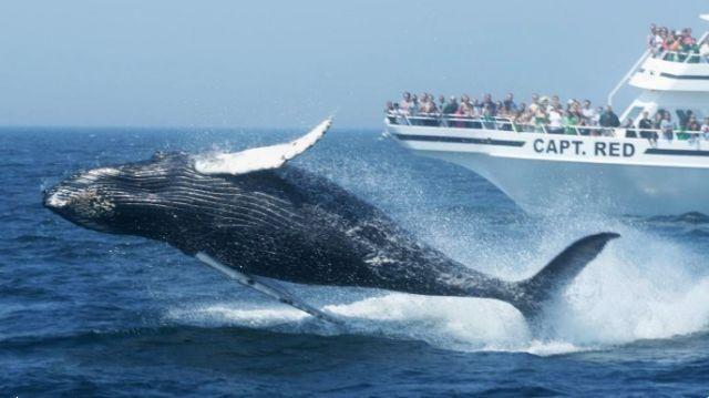 Cruzeiro para a República Dominicana para nadar com baleias