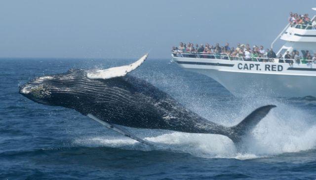 Cruise to the Dominican Republic to swim with whales