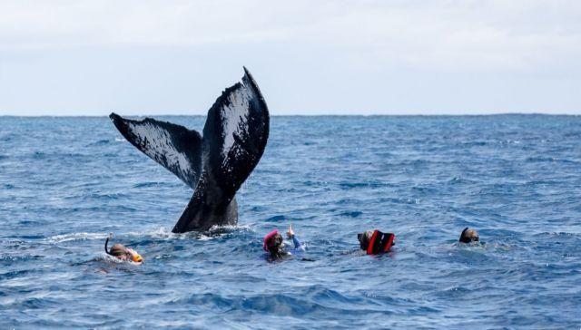 Crucero a República Dominicana para nadar con ballenas